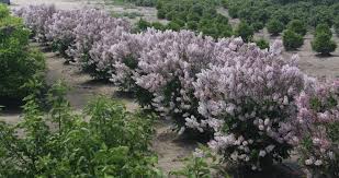 Syringa pat. 'Dream Cloud'