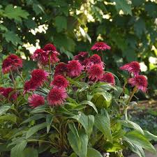 Echinacea 'Double Scoop Watermelon Deluxe'