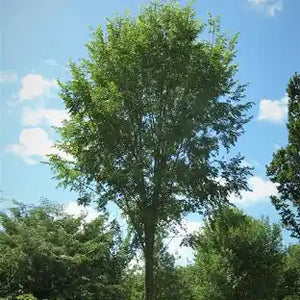 Ulmus Americana 'Princeton'