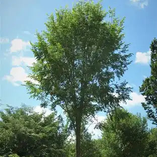 Ulmus Americana 'Princeton'