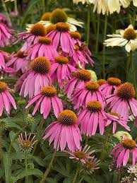 Echinacea 'Kim's Knee High'