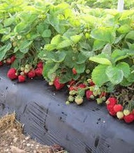 Load image into Gallery viewer, Strawberry 'Jewel'
