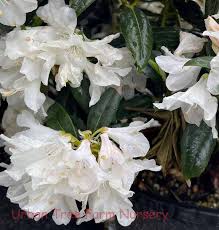 Rhododendron 'Dora Amateis'