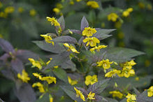Load image into Gallery viewer, Lysimachia 'Firecracker'
