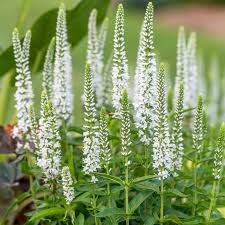 Veronica spic. 'Moody Blues White'