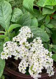 Heliotropium 'Alba'