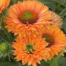 Echinacea 'Pumpkin Pie'