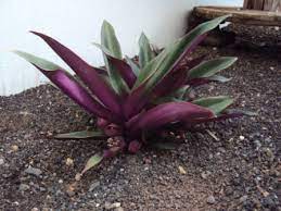 Tradescantia spathacea