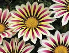 Load image into Gallery viewer, Gazania x Kiss 'White'
