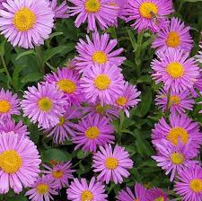 Aster alpinus 'Happy End'