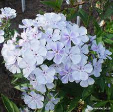 Load image into Gallery viewer, Phlox &#39;Flame Light Blue&#39;
