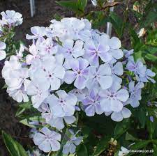 Phlox 'Flame Light Blue'