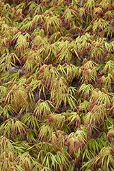Acer palm. 'Spring Delight'