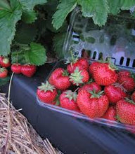Load image into Gallery viewer, Strawberry 'Jewel'
