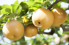 Load image into Gallery viewer, Pyrus pyrifolia 'Shinseiki'
