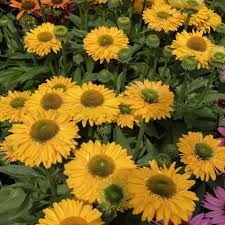 Echinacea 'Golden Sun'