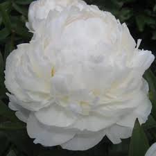Paeonia 'Allan Rogers'