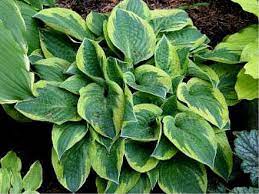 Hosta 'Bedazzled'