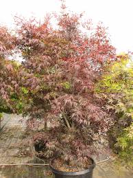 Acer palm. 'Pung kil'