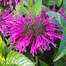 Monarda 'Electric Neon Purple'