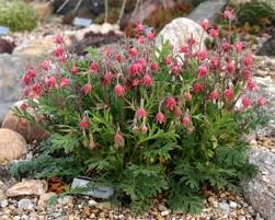 Geum Triflorum - Prairie Smoke