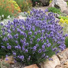 Load image into Gallery viewer, Lavandula &#39;Dwarf Blue&#39; - Lavender
