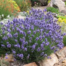 Lavandula 'Dwarf Blue' - Lavender