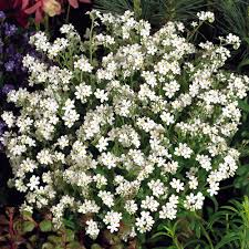Myosotis syl. 'Snowsylva'