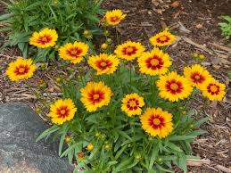 Coreopsis 'Solanna Sunset Bright'