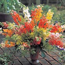Antirrhinum 'Chantilly Sunrise Mix' - Snapdragon