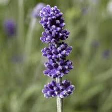 Load image into Gallery viewer, Lavandula ang. &#39;Vintro Blue&#39;
