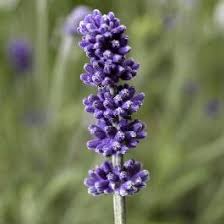 Lavandula ang. 'Vintro Blue'