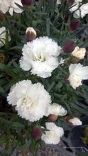 Load image into Gallery viewer, Dianthus cary. &#39;Sunflor Cosmos&#39;
