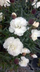 Dianthus cary. 'Sunflor Cosmos'