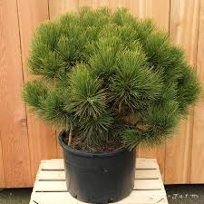 Pinus resin. 'Morel'