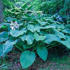 Hosta 'King Size'