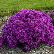 Load image into Gallery viewer, Aster &#39;Pink Crush&#39;
