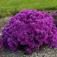 Aster 'Pink Crush'