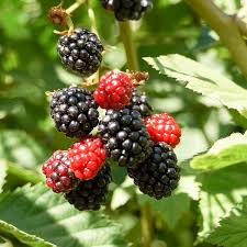 Rubus x 'Hall's Beauty'