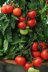 Tomato 'Homeslice'