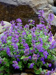Nepeta 'Nova Blue'
