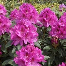 Load image into Gallery viewer, Rhododendron &#39;Anah Kruschke&#39;
