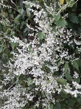 Load image into Gallery viewer, Polygonum aubertii - Silver Lace Vine
