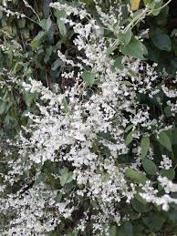 Polygonum aubertii - Silver Lace Vine