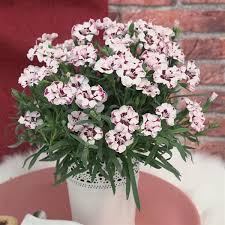 Dianthus 'Cherry Swirl'