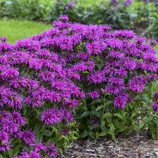 Monarda 'Electric Neon Purple'