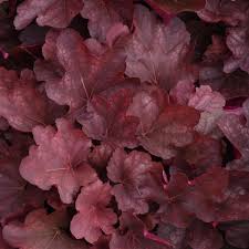 Heuchera carn. 'Cinnamon Stick'