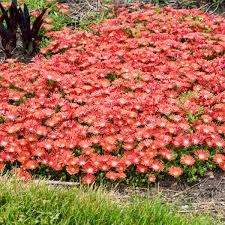Delosperma kal. 'Dancing Embers'