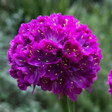 Load image into Gallery viewer, Armeria dreameria &#39;Vivid Dreams&#39;

