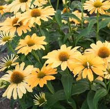 Echinacea 'One in a Melon'